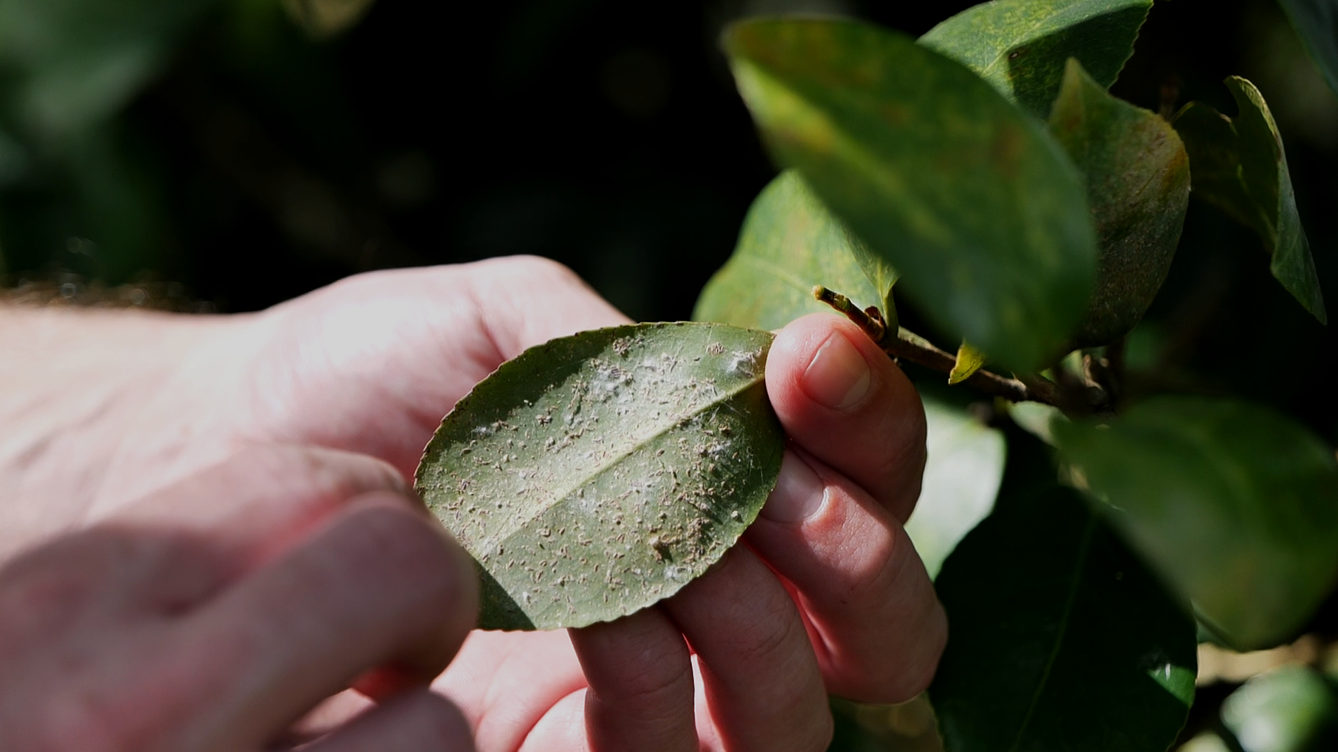 Get It Growing: How to treat tea leaf scale on Camellia japonica